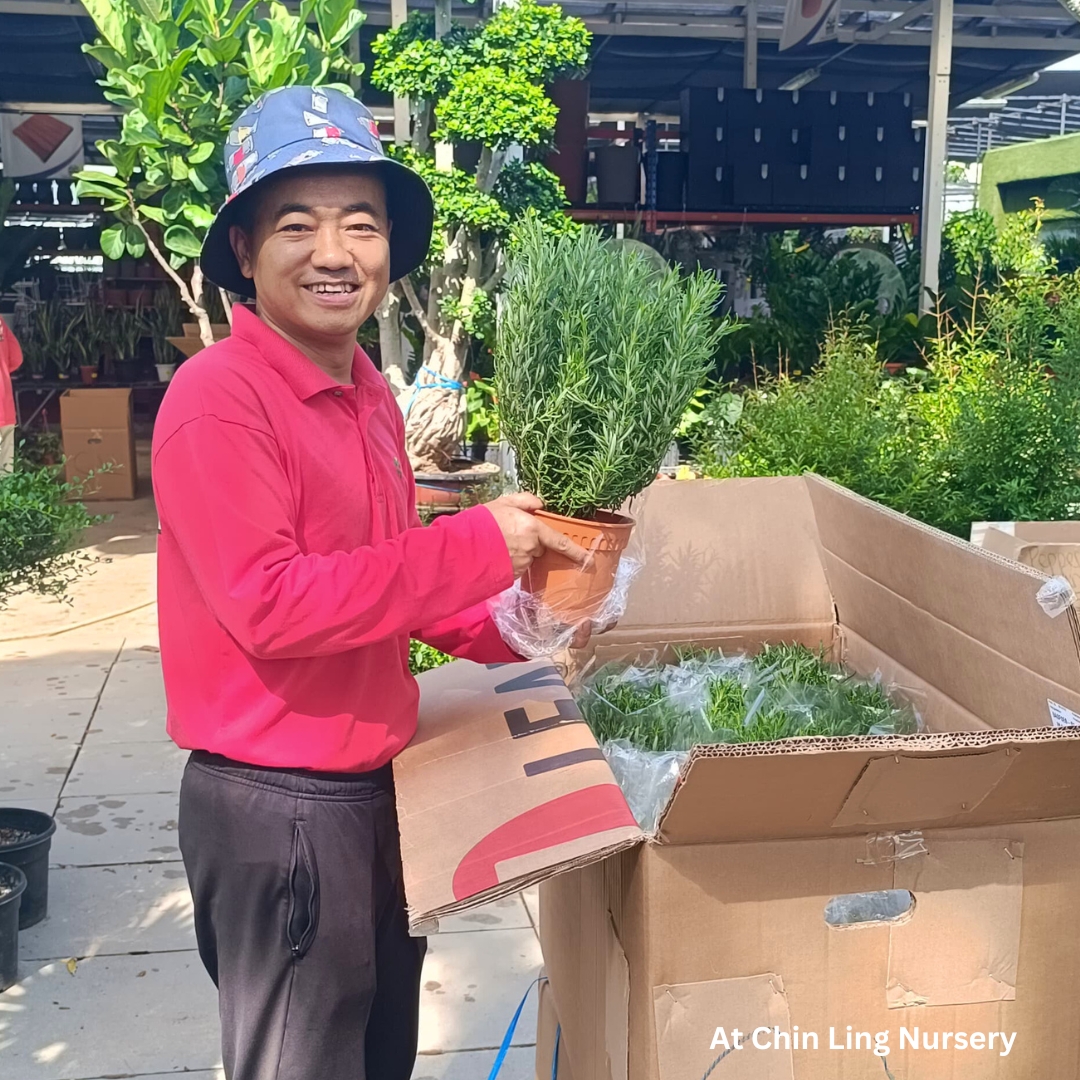 A man holding Rosemary plants in Chin Ling Nursery